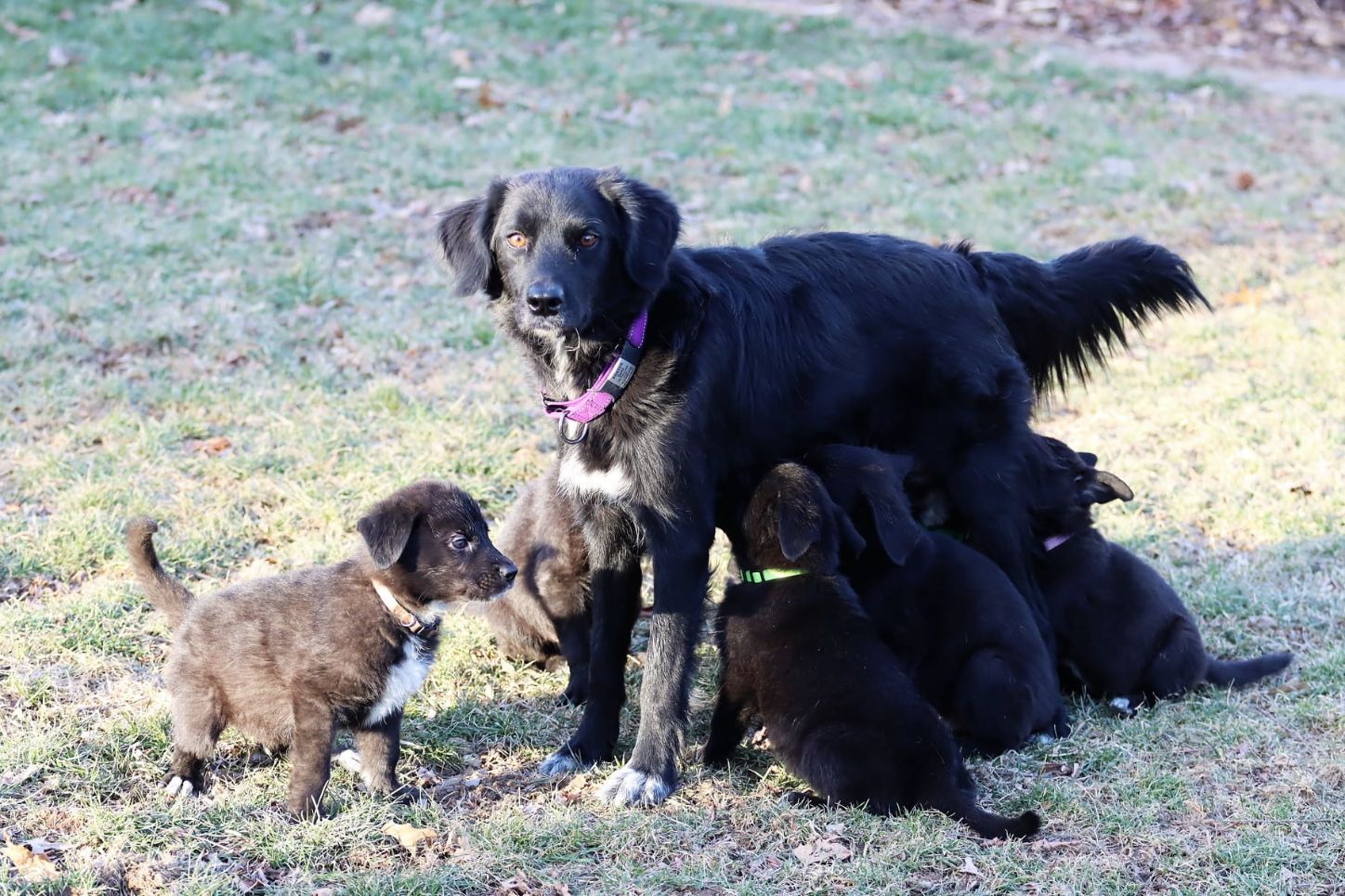 Foster Program Ross County Humane Society
